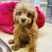 よちよち歩きの可愛いトイプードルの男の子入舎☆