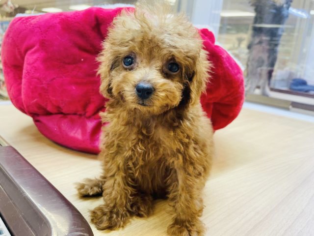 よちよち歩きの可愛いトイプードルの男の子入舎☆