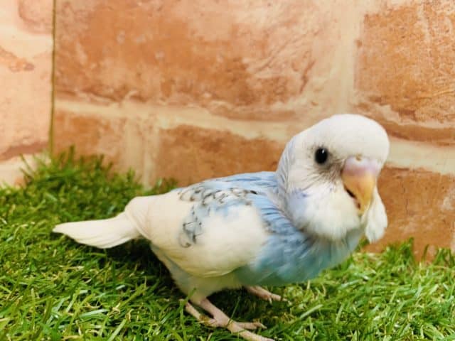 【セキセイ大集合！！】セキセイインコ　パイド入舎です　R4.11/6 撮影