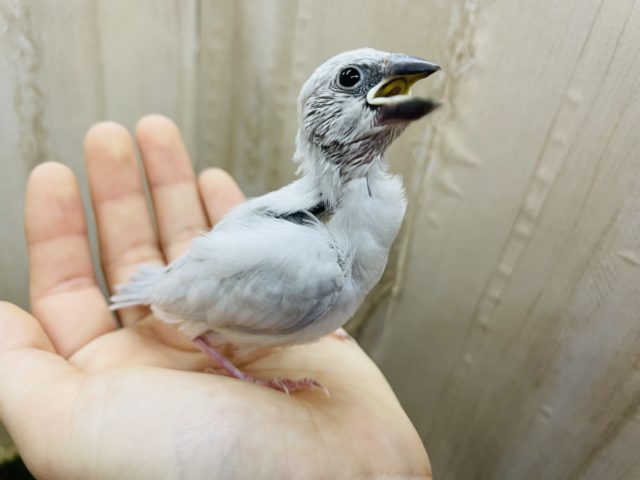 最新画像になりますよ(*´∇｀*)輝きナンバーワン！！シルバー文鳥さんだよっ！！　文鳥