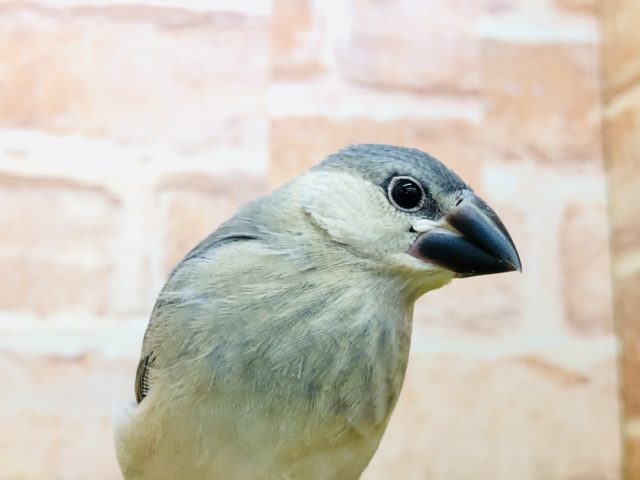 大定番カラー 桜文鳥 R4 10/26撮影 大定番カラー 桜文鳥 R4 10/26撮影