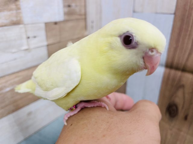 最新画像有り☆ヒナ餌卒業！優しい色合いの可愛いコ！サザナミインコのクリームルチノー！