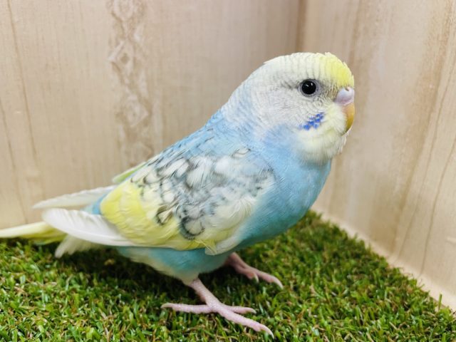 胸元の水色がお気に入り⭐️ セキセイインコ　パステルレインボーパイド