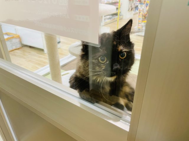 緊張しいだけど、実は甘えんぼ♡サイベリアンちゃん♪