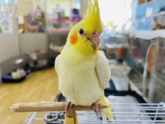 最新画像更新☆ガッチリ体型⁉︎のオカメインコルチノー