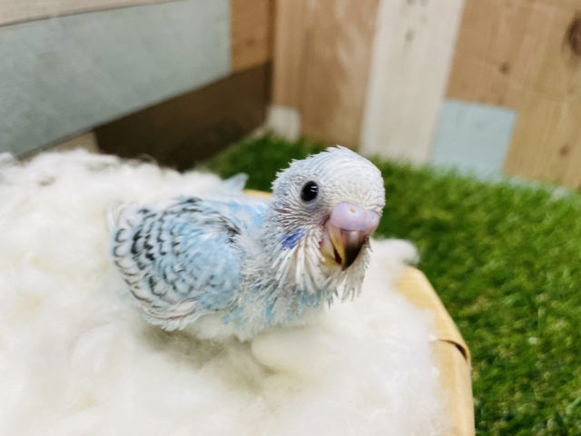 カメラ目線がとっても可愛い！セキセイインコのオパーリン！