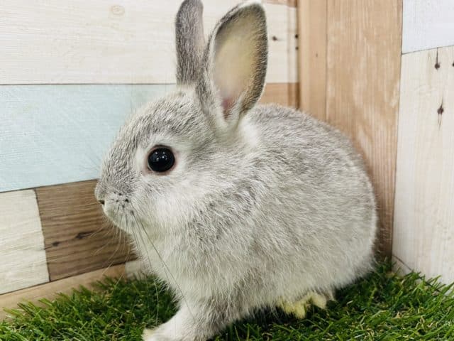明るいグレーのカッコいいコ！ネザーランドドワーフのチンチラカラー！