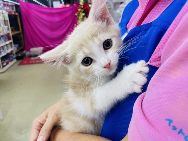 甘えん坊さん💗淡いカラーのスコちゃん！　スコティッシュ　フォールド　男の子