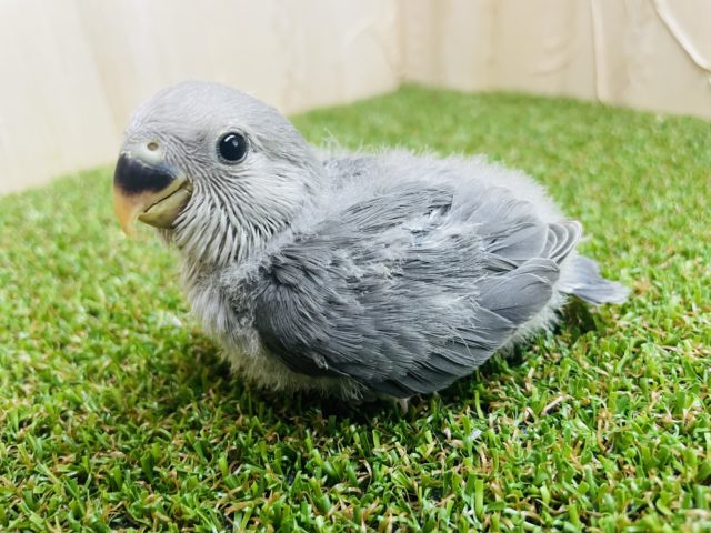 不思議な色合いのコザちゃんですっ⭐️ コザクラインコ　モーブ