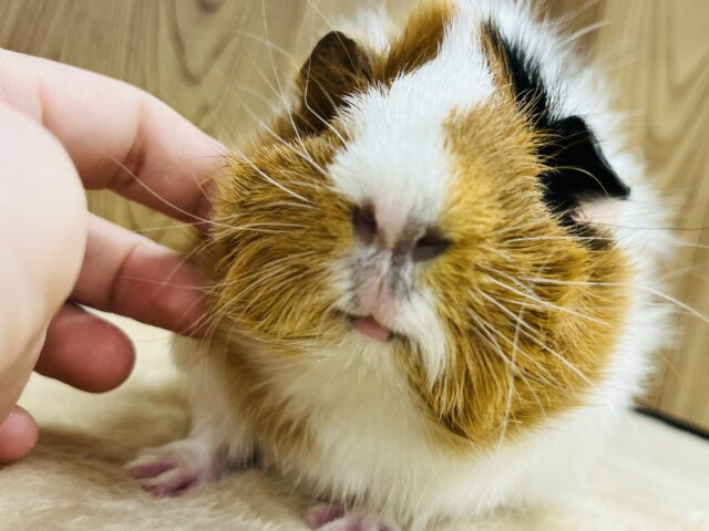 【なでなでOK！最新画像更新！！】ふわっふわのわたあめみたい✨アビシニアンモルモット(男の子)