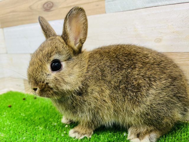 まるまるしてて可愛すぎ♡チェスナットのネザーランドドワーフラビット！