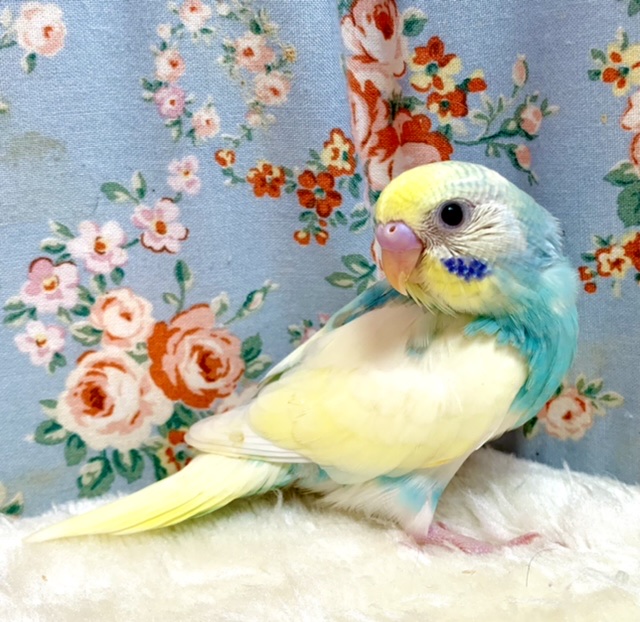 セキセイインコ パステルレインボーパイド 🌈 11/12
