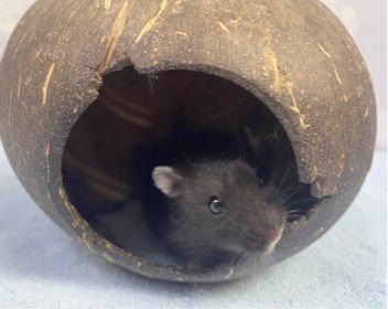 真っ黒❤️リアルブラックハムスター　男の子　2022年8月生まれ