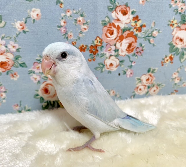 マメルリハ アメリカンホワイト ❄️🤍 男の子 11/12