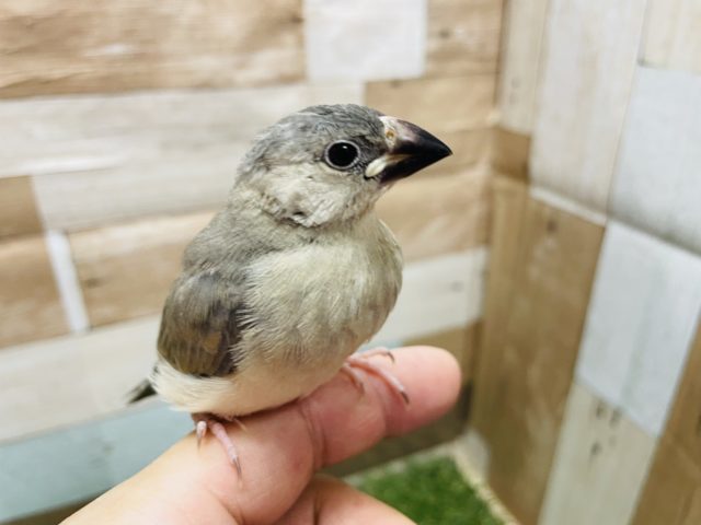 最新画像有り☆モリモリ食べて成長中♪人気者なカラーの桜文鳥！