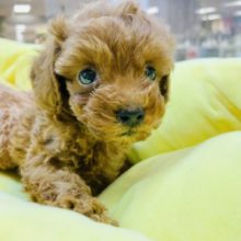 ちんまり可愛い💕︎チビプー君✨