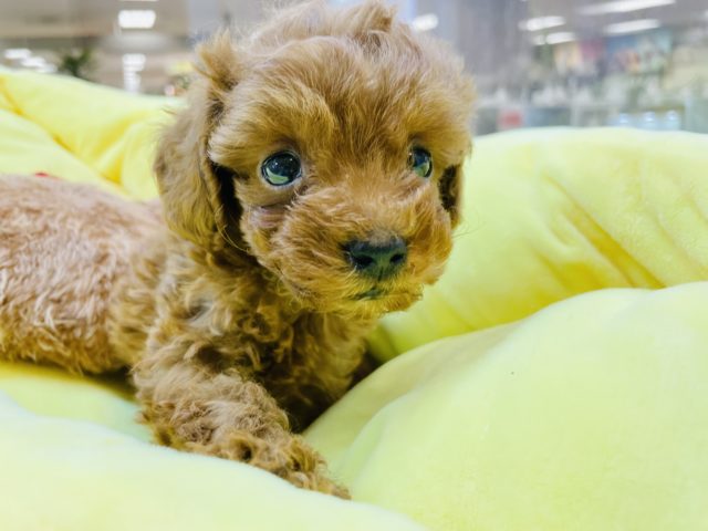 ちんまり可愛い💕︎チビプー君✨