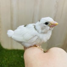 なんとなんと‼️ 十姉妹さん！！！！　白茶　