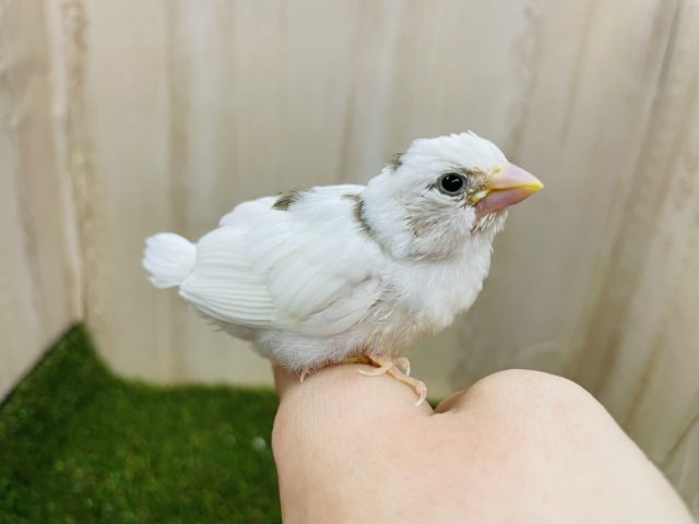 なんとなんと‼️ 十姉妹さん！！！！　白茶　