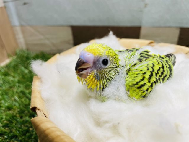 人気カラーのみどりちゃん！セキセイインコのオパーリン！
