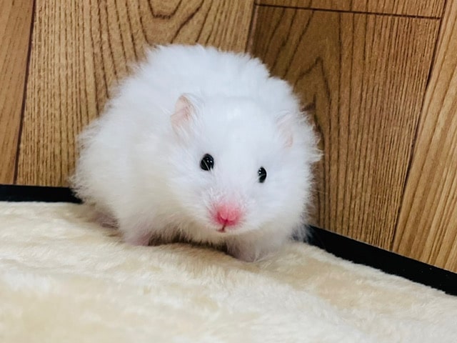真っ白ふわふわ♡長毛ハムスター(ホワイト)