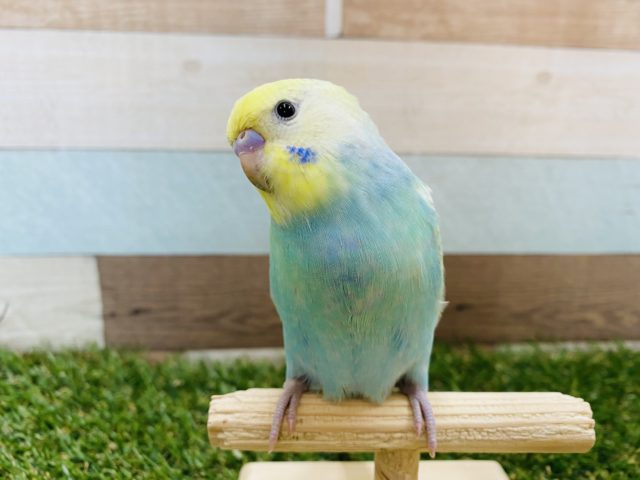 順調に成長しています！！人気カラーのセキセイインコパステルカラーレインボー☆