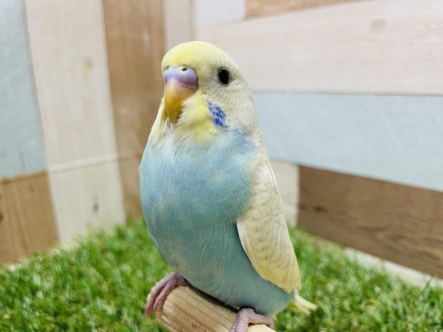 最新画像有り☆羽の模様が可愛いんですっ！セキセイインコのイエローフェイスパステルレインボーオパーリン！