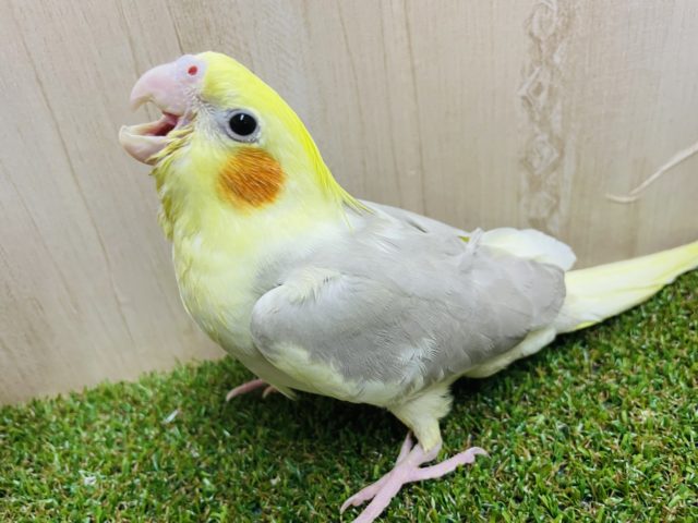 密かにいたんです💗綺麗なオカメさんですよ！　オカメインコ　シナモンパイド