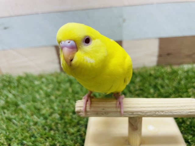 最新画像有り☆太陽のように明るい真っ黄色に赤目のセキセイインコがやって来ました〜