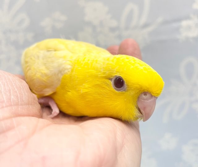黄色もいい💛サザナミインコ（ルチノー）　２０２２年１１月生まれ