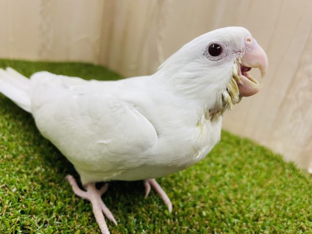 最新画像になりますよ‼️☁️光り輝くまっしろしろっこ☁️　オカメインコ　ピュアホワイト