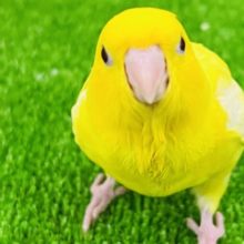 最新画像更新☆サザナミインコ(ルチノー)のヒナ入荷しました〜❤