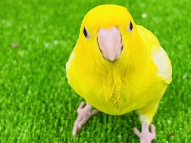 最新画像更新☆サザナミインコ(ルチノー)のヒナ入荷しました〜❤