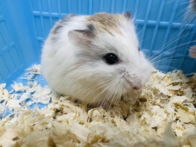 癒し顔♡のパイドロボロフスキーハムスター♡