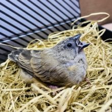 このサイズ感が可愛いキンカ鳥♡ノーマルのヒナがやって来ました！
