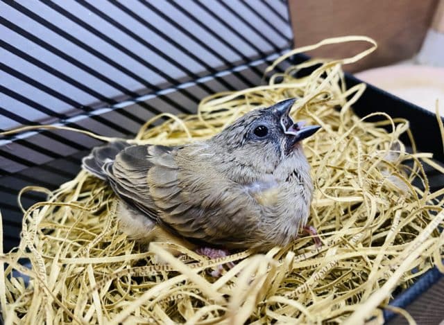このサイズ感が可愛いキンカ鳥♡ノーマルのヒナがやって来ました！