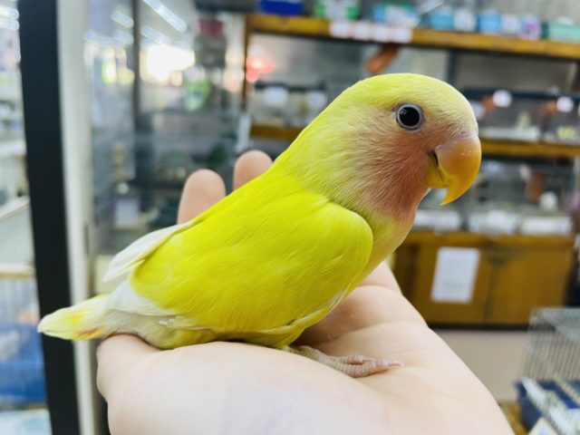 最新画像になりますよ‼️わっしょいラブバード祭りだよ‼️① おめめは赤なの！　コザクラインコ　ルチノーチェリー
