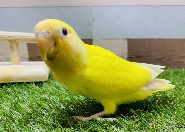 最新画像有り！綺麗な黄色で赤目のコ♪コザクラインコのルチノー！
