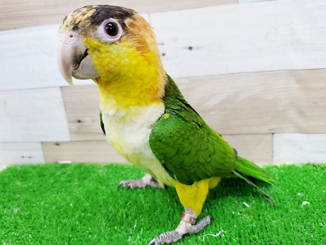 愛嬌たっぷりなインコさん♪シロハラインコ！