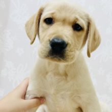 ちょっぴり困り顔！？激かわラブラドールの女の子入舎💕︎