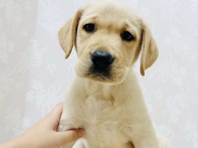 ちょっぴり困り顔！？激かわラブラドールの女の子入舎💕︎