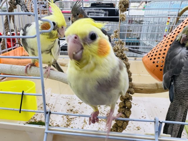 最新画像更新☆オカメインコのヒナ(シナモンパイド)入荷しました〜❤