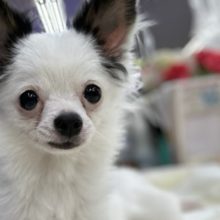 きゅるん♡チワワくん　2022年3月20日生まれ男の子