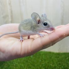 後1匹です！キュートベビーカイロちゃん💓　カイロトゲマウス