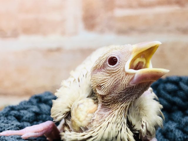 入舎しました！　シナモン文鳥　Ｒ４　１１／２４撮影