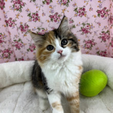 マイペースな物怖じしないコ！スコティッシュフォールドちゃん♡