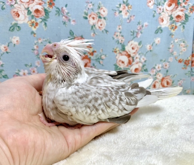 オカメインコ　ホワイトフェイスシナモンパール🤍🌿 １１/２４