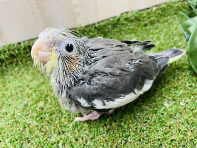 見上げてキュートスマイル(*^^*)💓　オカメインコ　ノーマル