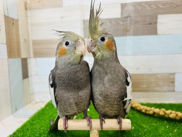 最新画像更新☆オカメインコのヒナ(ノーマル)入荷しました〜❤