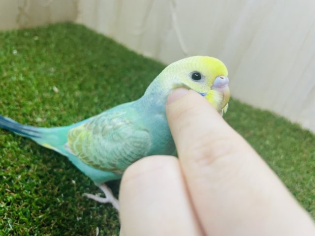 1人餌になりました‼️最新画像になりますよ！！綺麗めさんを目指しているんですよ！　セキセイインコ　パステルカラーレインボー